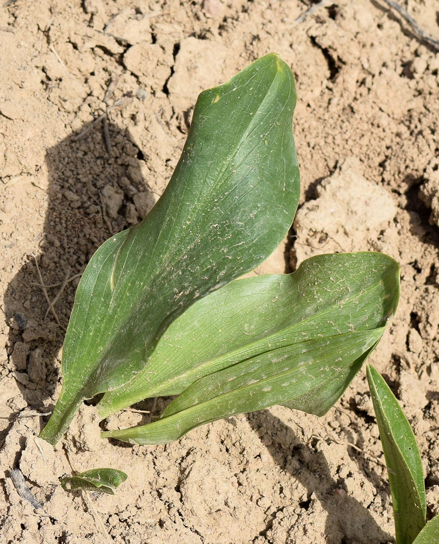 Image of Eminium lehmannii specimen.