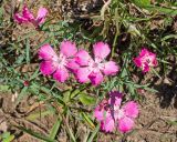 View full-size image Dianthus oschtenicus