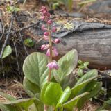 View full-size image Pyrola incarnata