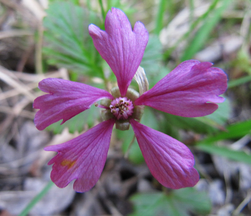 Image of Rubus arcticus specimen.