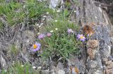 View full-size image Aster alpinus