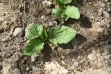 View full-size image Plantago major