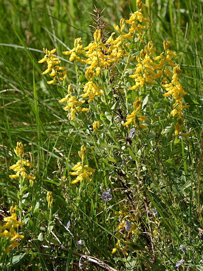 Image of Genista germanica specimen.