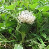 Cirsium rhizocephalum. Цветущее растение. Карачаево-Черкесия, Зеленчукский р-н, долина р. Аксаут, окр. аула Красный Карачай. 12.08.2011.