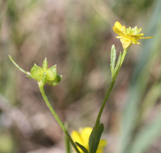 Image of Ranunculus trachycarpus specimen.