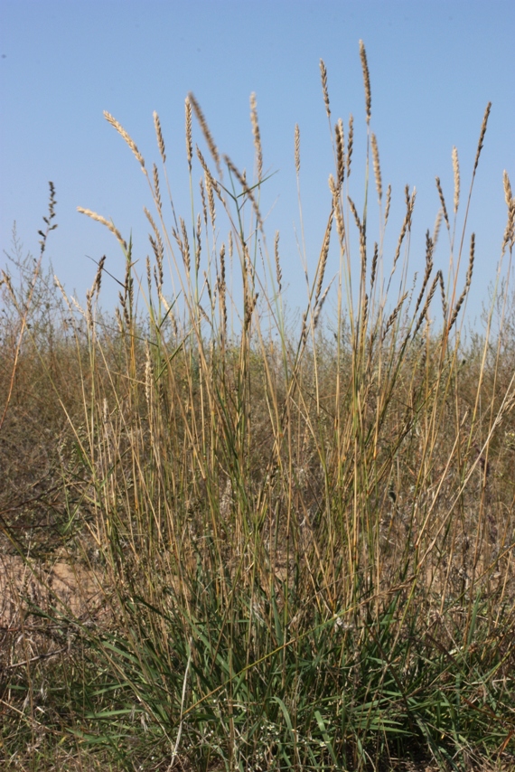 Изображение особи Agropyron tanaiticum.