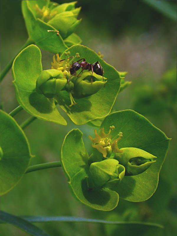 Изображение особи Euphorbia virgata.