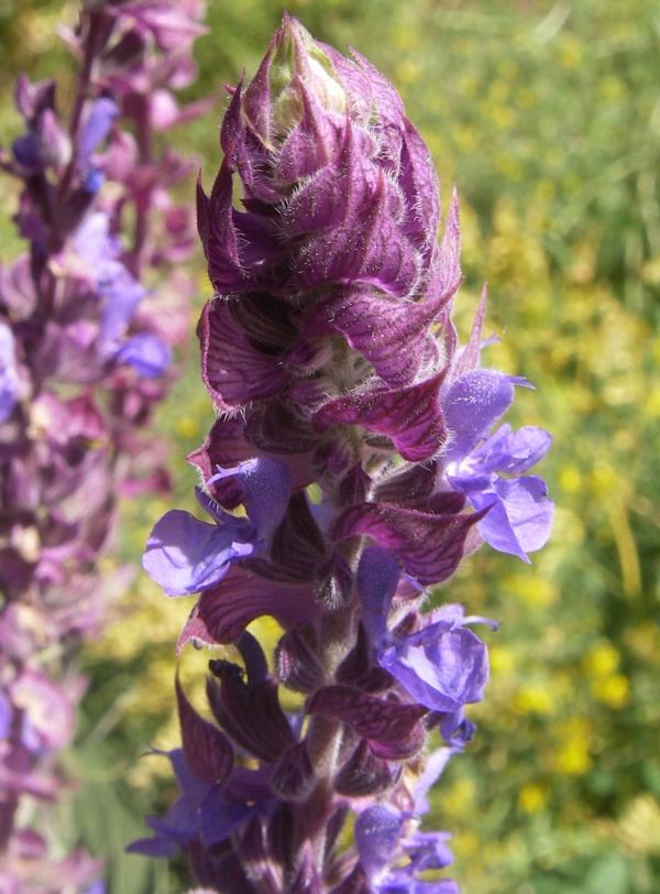 Изображение особи Salvia tesquicola.