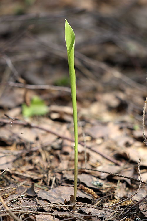 Изображение особи Convallaria majalis.