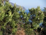 Juniperus excelsa