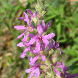 Lythrum salicaria