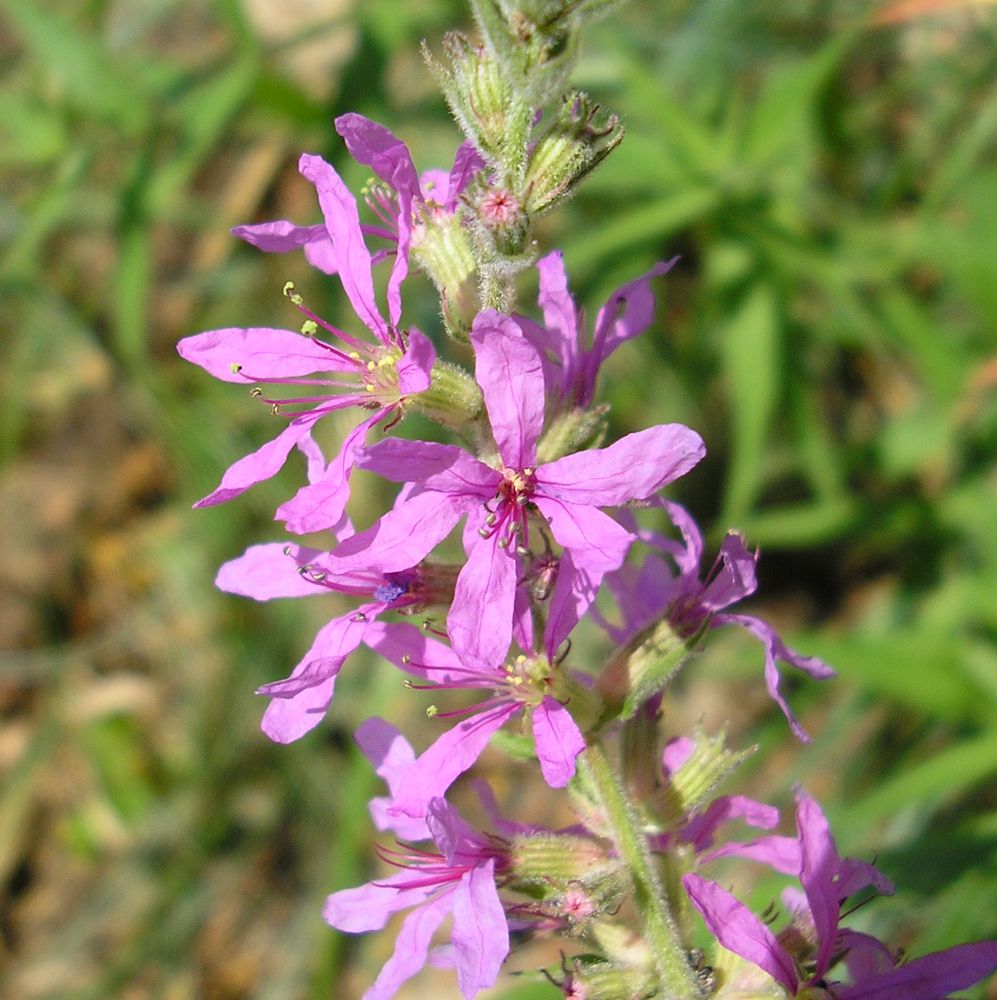 Image of Lythrum salicaria specimen.