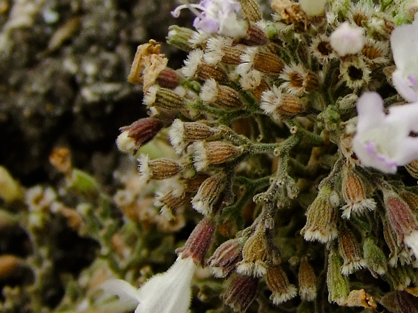 Image of Micromeria fruticosa specimen.