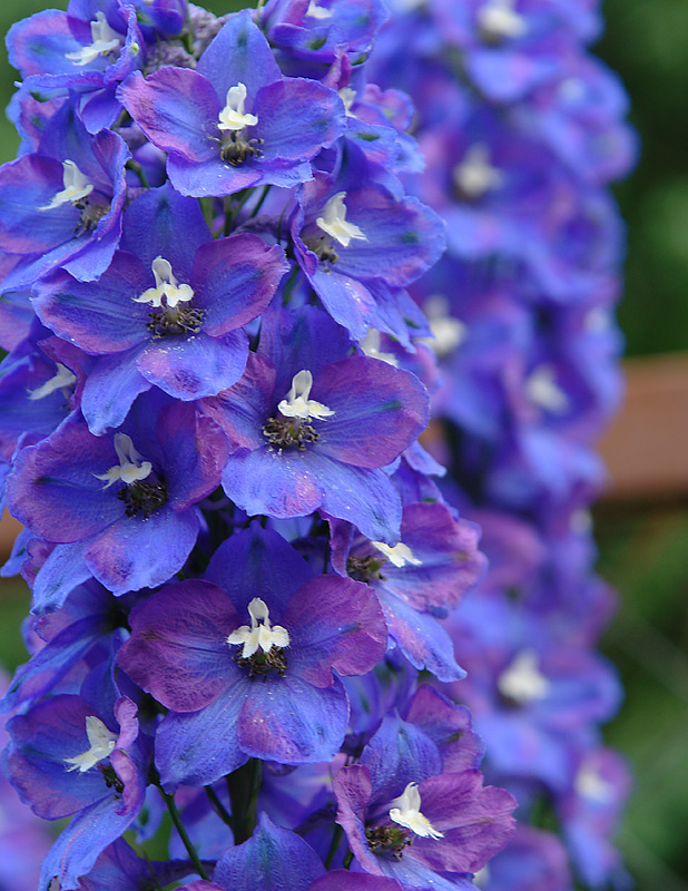 Image of Delphinium &times; phoeniceum specimen.