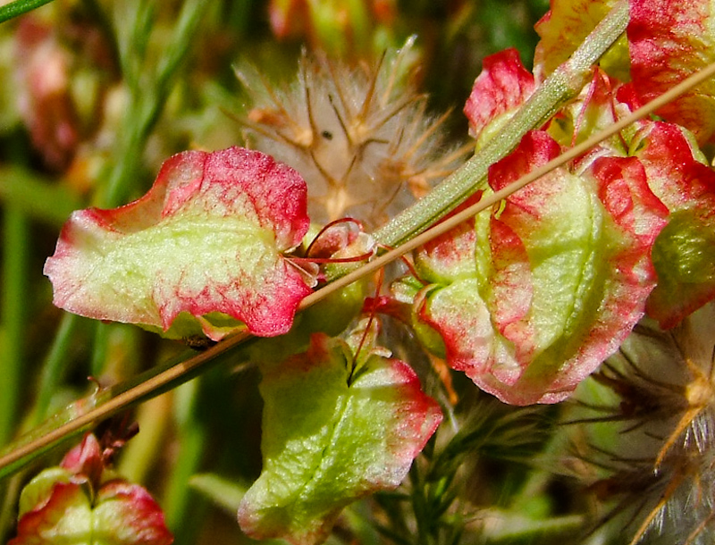 Image of Rumex occultans specimen.