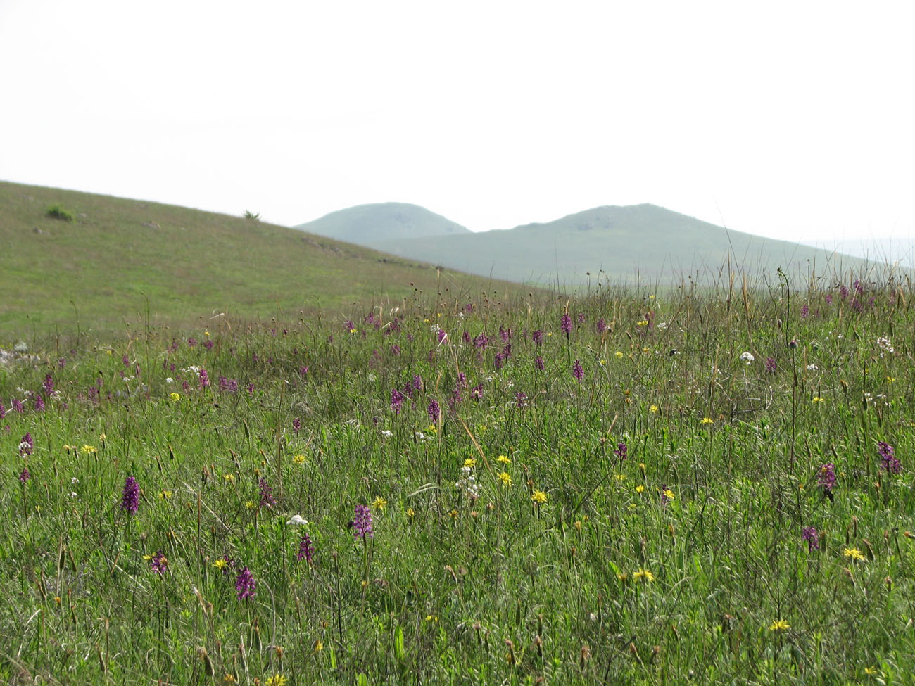 Image of Anacamptis morio ssp. caucasica specimen.