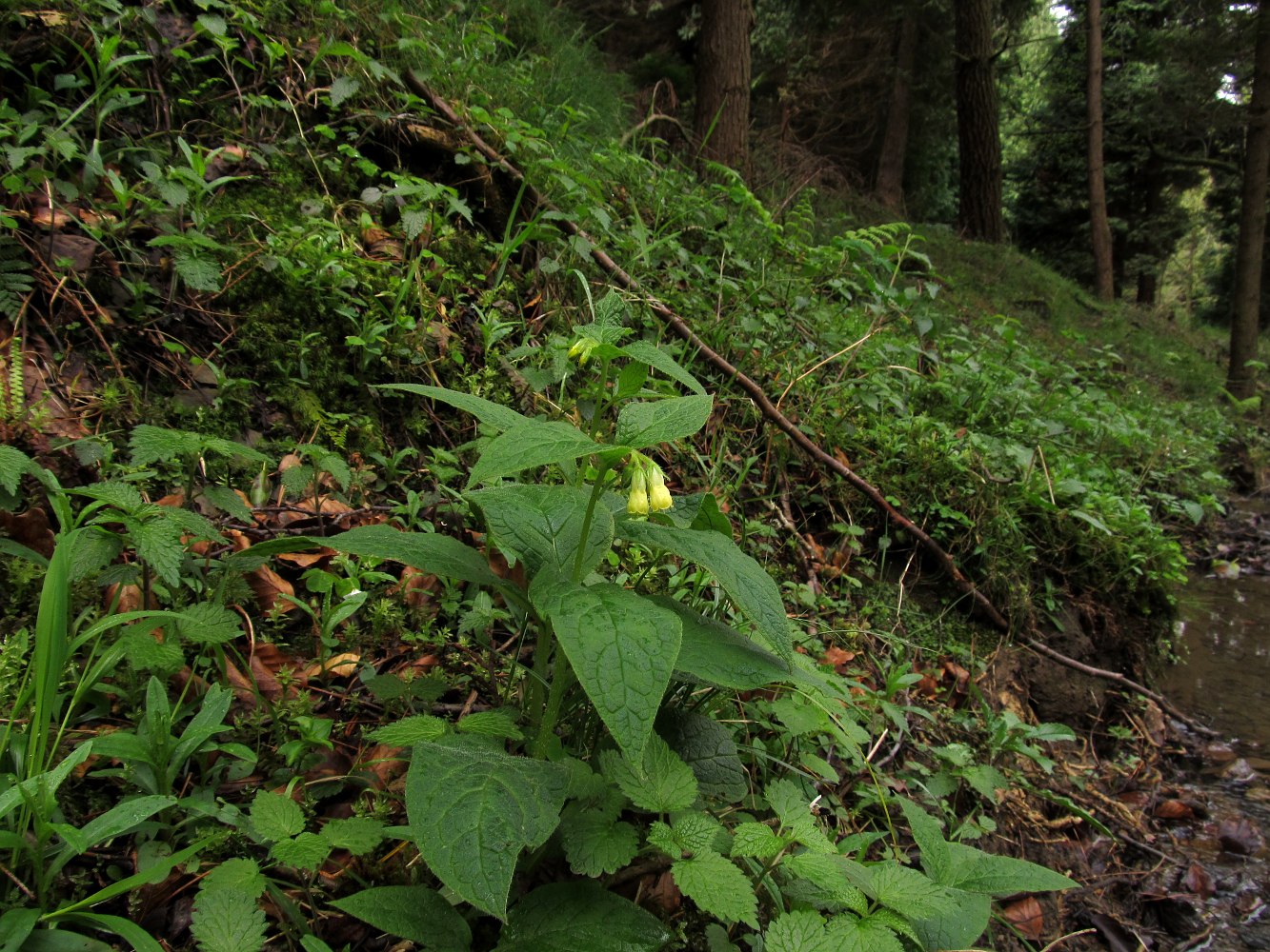 Image of Symphytum tuberosum specimen.