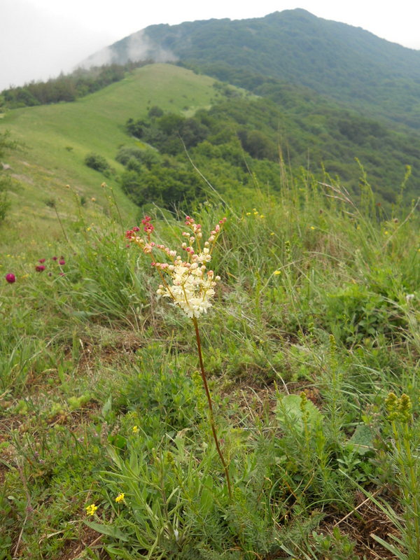 Image of Filipendula vulgaris specimen.