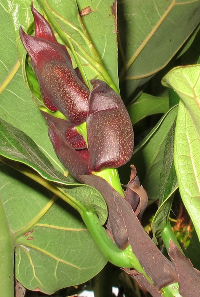 Изображение особи Ficus lyrata.