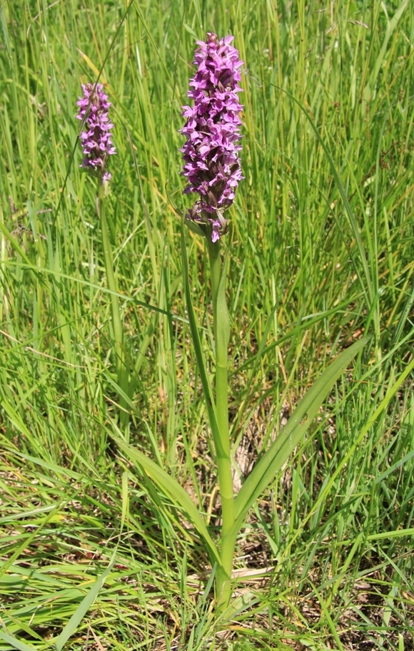 Изображение особи Dactylorhiza incarnata.