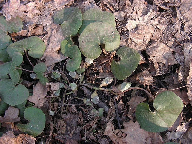 Image of Asarum europaeum specimen.