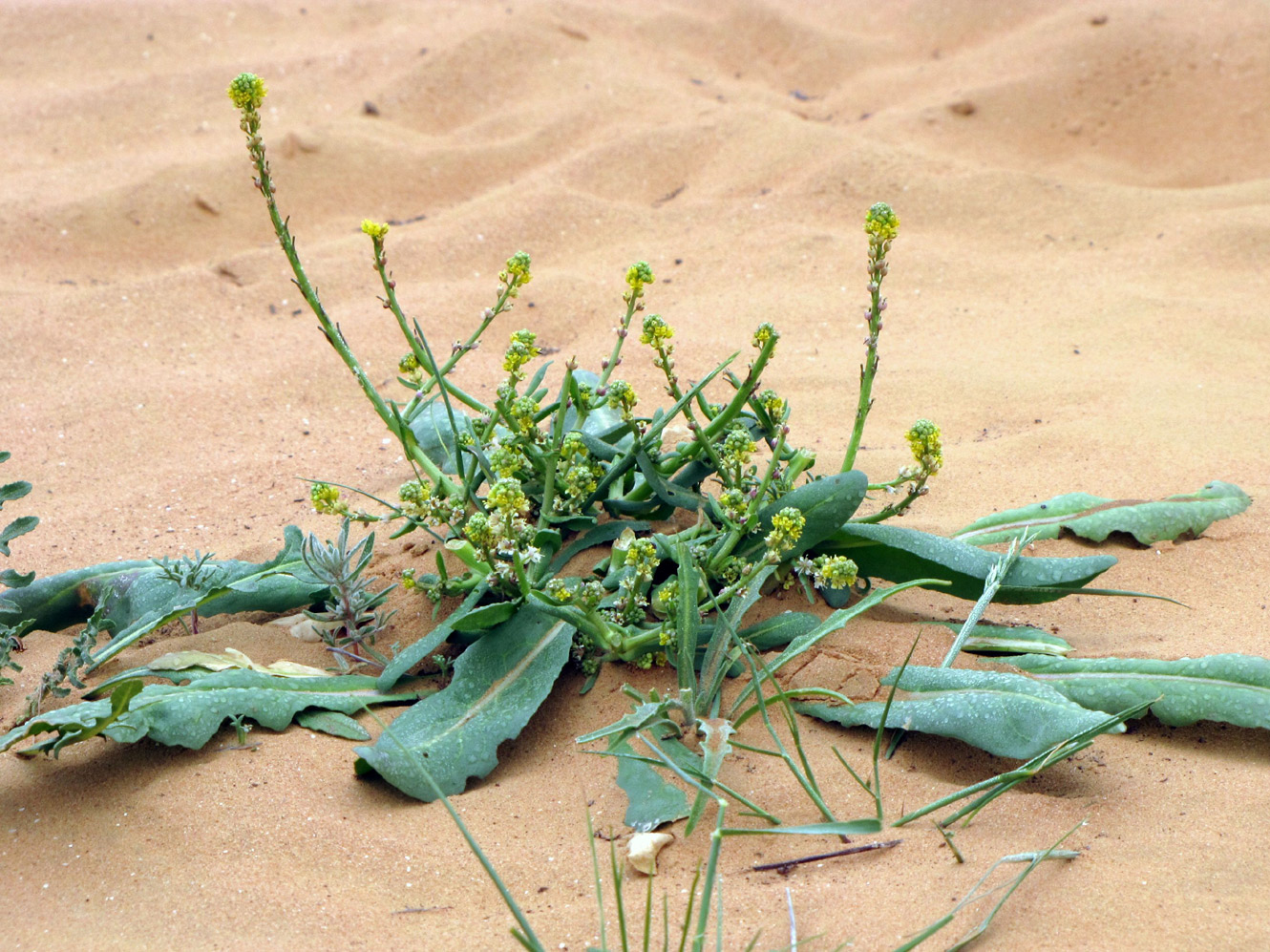 Image of Schimpera arabica specimen.