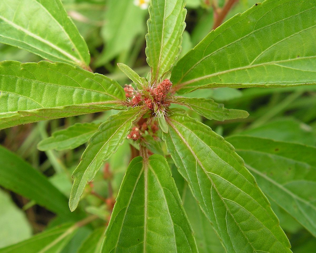 Image of Acalypha australis specimen.