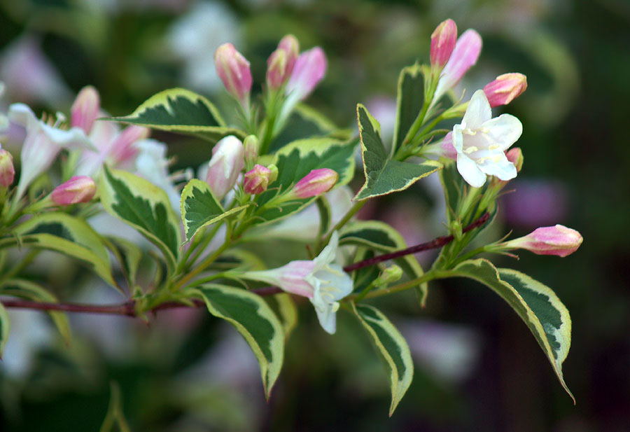 Image of Weigela florida specimen.