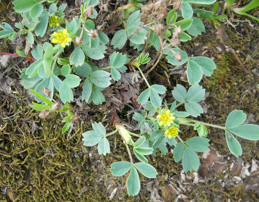 Image of Sibbaldia semiglabra specimen.