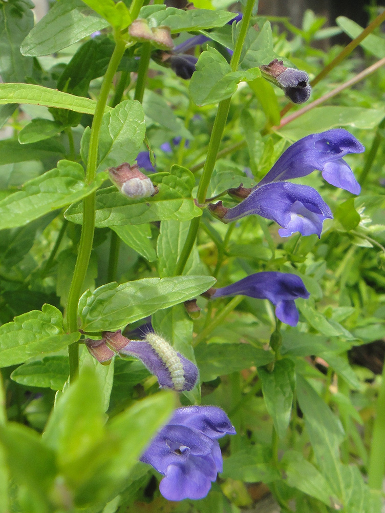 Изображение особи Scutellaria scordiifolia.