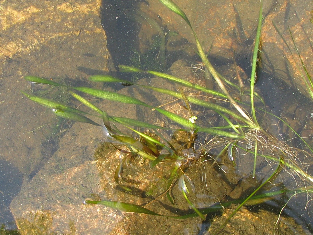 Изображение особи Vallisneria spiralis.