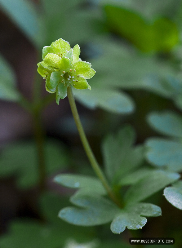 Image of Adoxa moschatellina specimen.