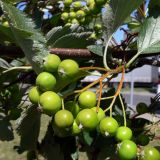 род Sorbus. Соплодие. Польша, Великопольское воеводство, Конинский повят, Гмина Жгув, сельский округ Осеча-Друга. 22.07.2012.