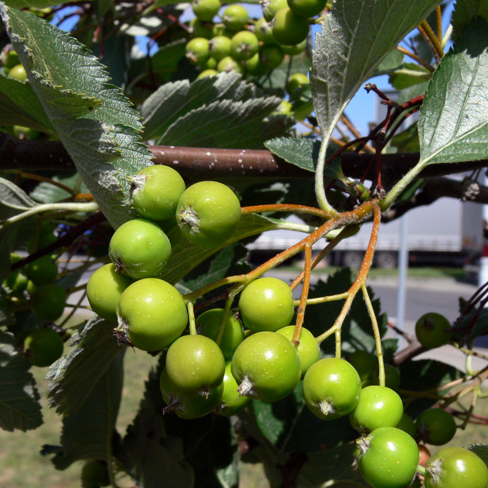 Изображение особи род Sorbus.