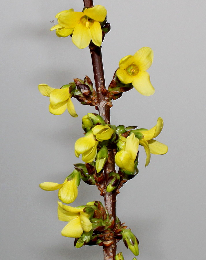 Image of Forsythia &times; intermedia specimen.