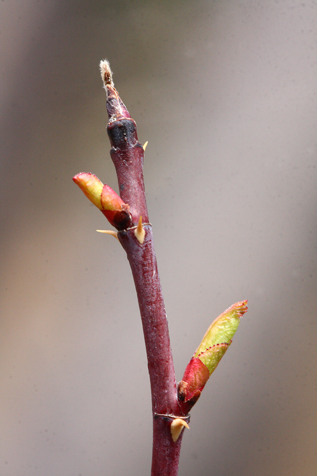 Image of genus Rosa specimen.