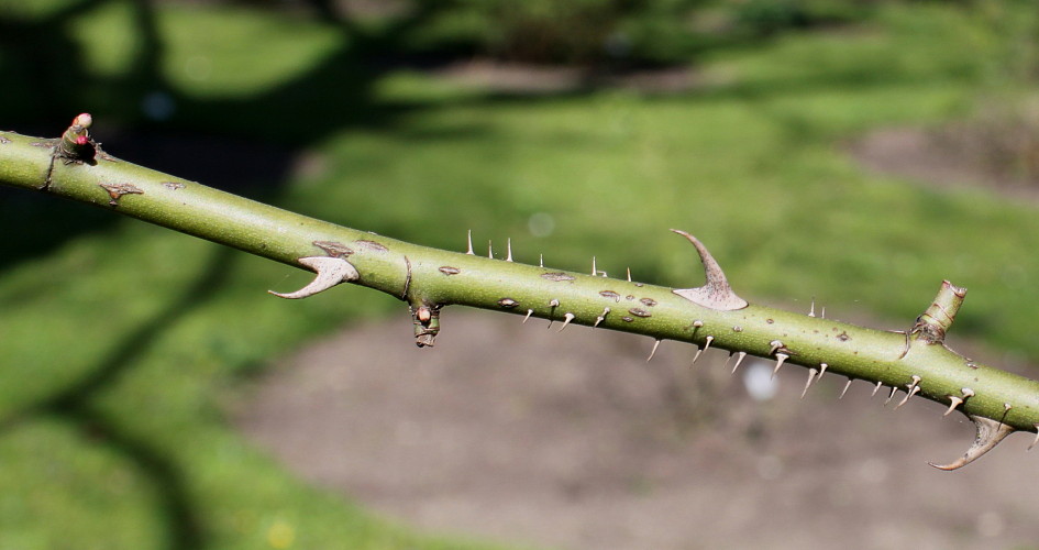 Image of Rosa chinensis specimen.