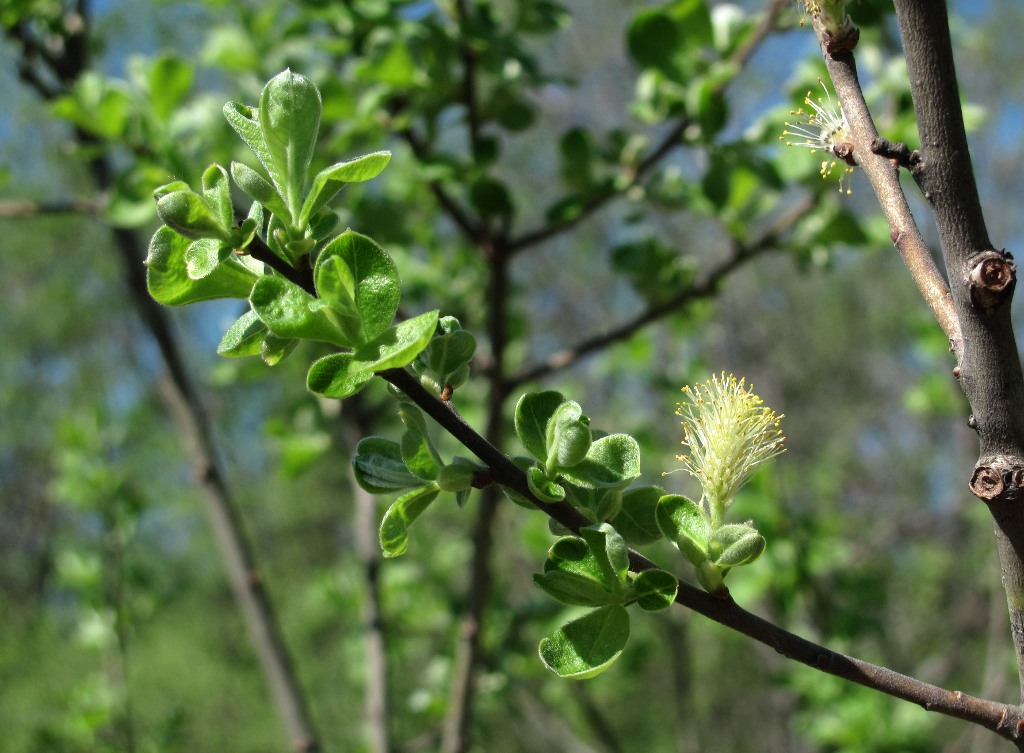 Изображение особи Salix cinerea.