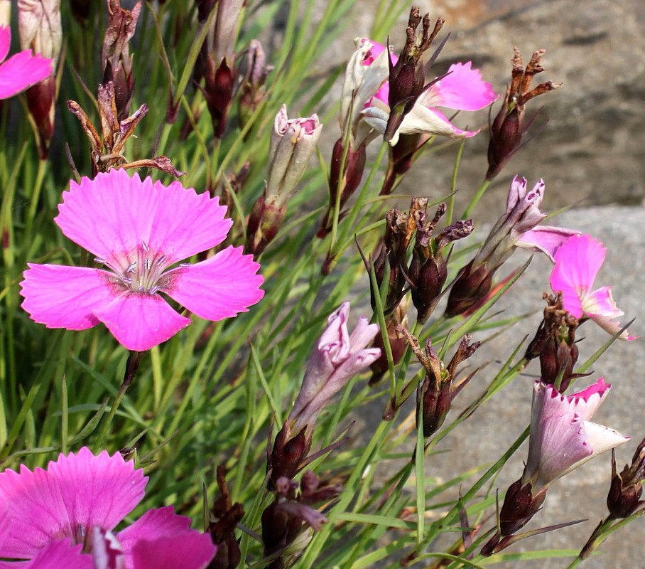 Image of Dianthus pavonius specimen.