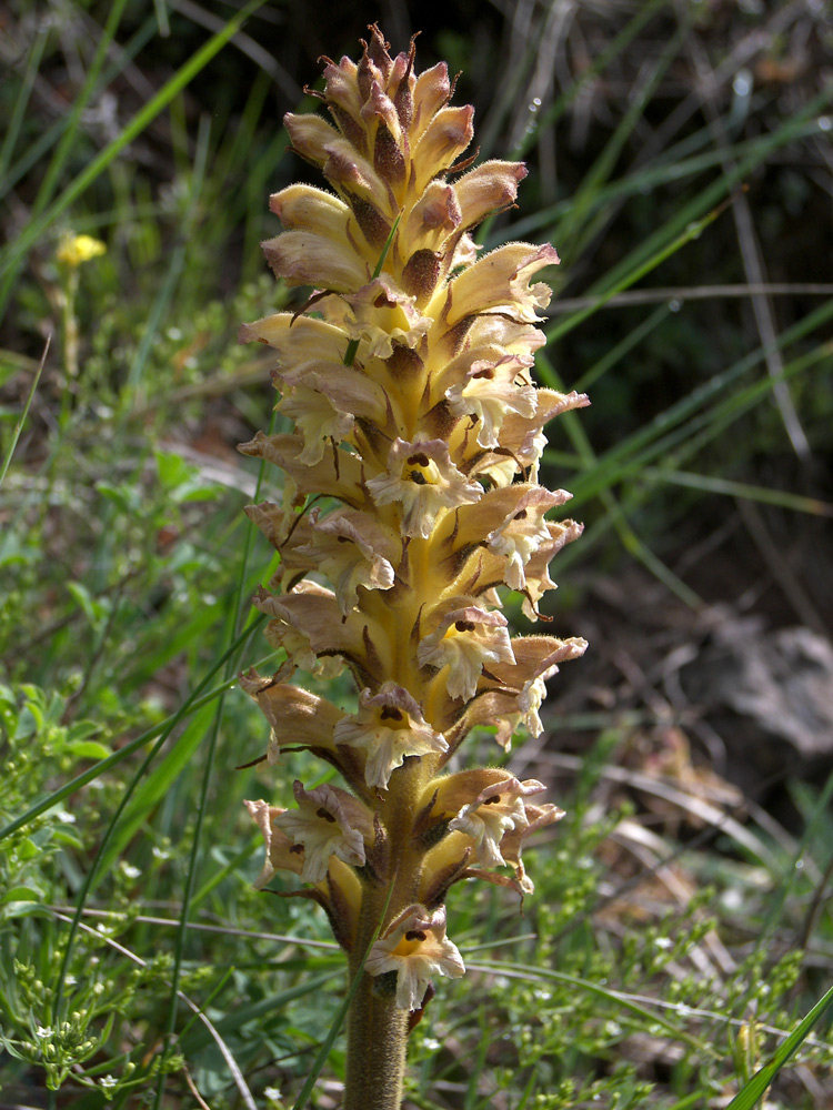 Image of Orobanche lutea specimen.