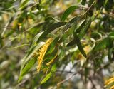 Acacia auriculiformis. Верхушка ветви с соцветиями. Таиланд, Донсак. 21.06.2013.