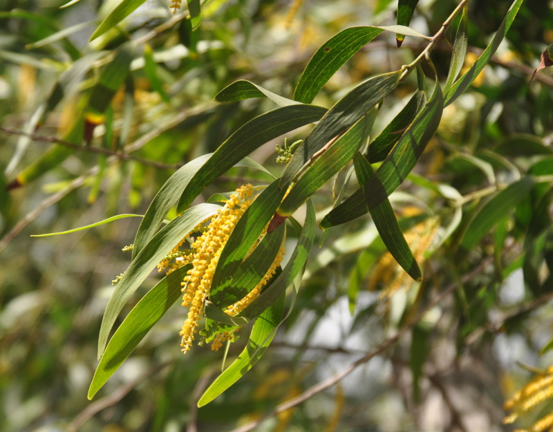 Изображение особи Acacia auriculiformis.