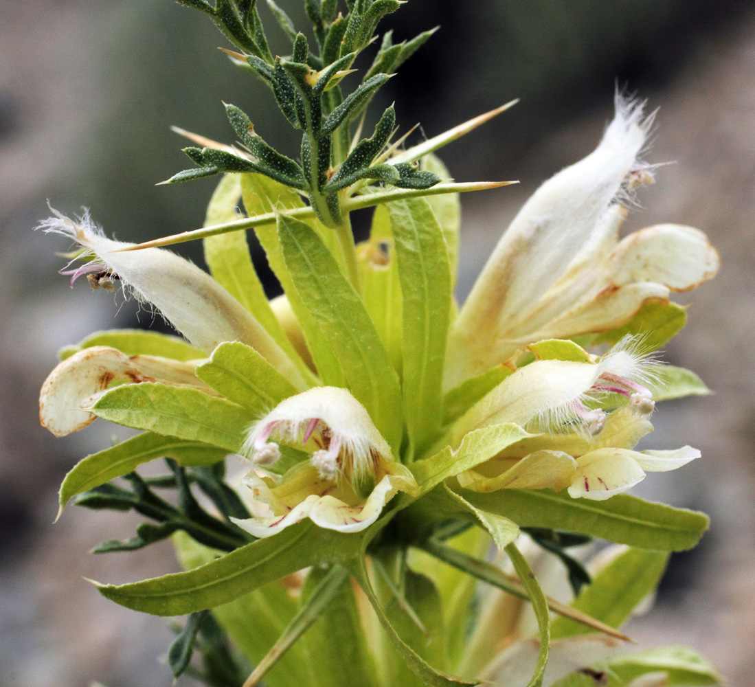 Image of Lagochilus occultiflorus specimen.