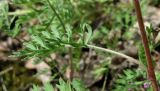 Artemisia tanacetifolia