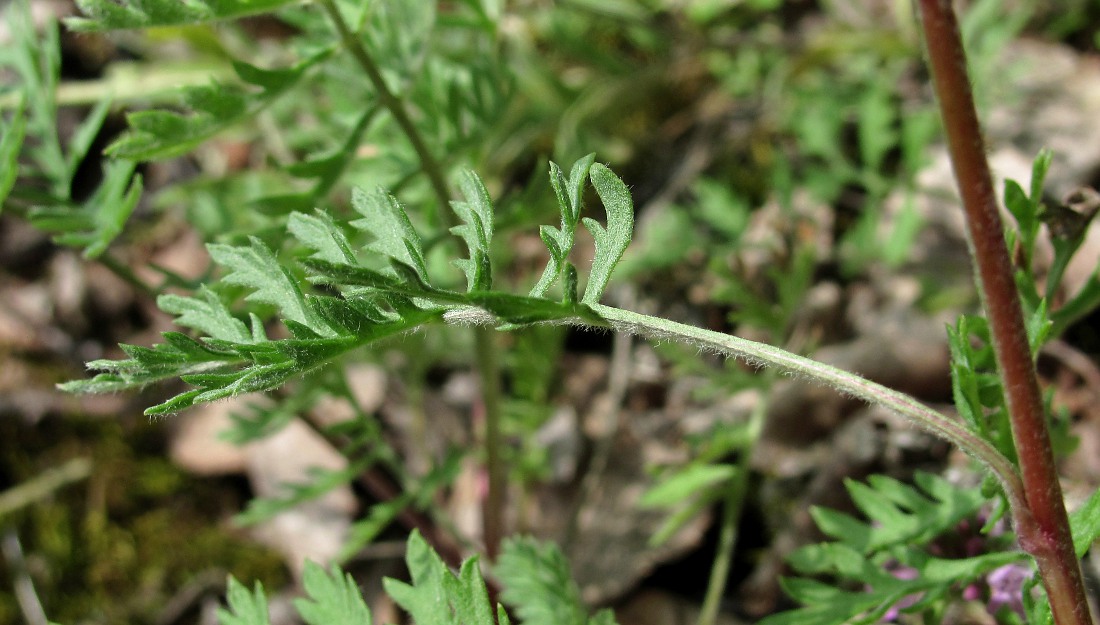 Изображение особи Artemisia tanacetifolia.