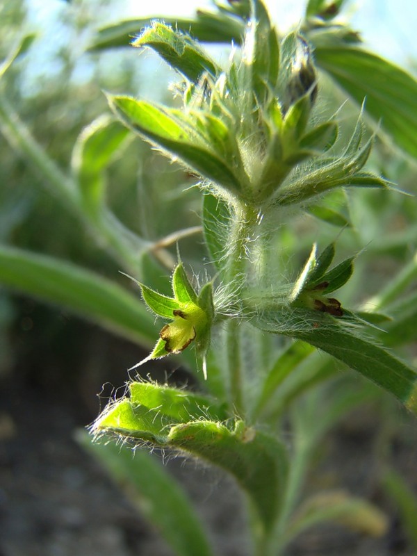 Image of Sideritis montana specimen.