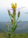 Galatella dracunculoides. Часть общего соцветия. Краснодарский край, окр. г. Геленджик, прибрежная гора, каменистый склон. 07.08.2013.