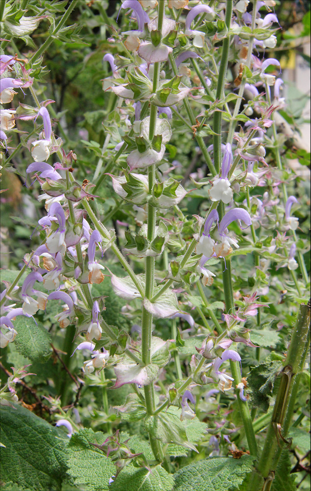 Image of Salvia sclarea specimen.