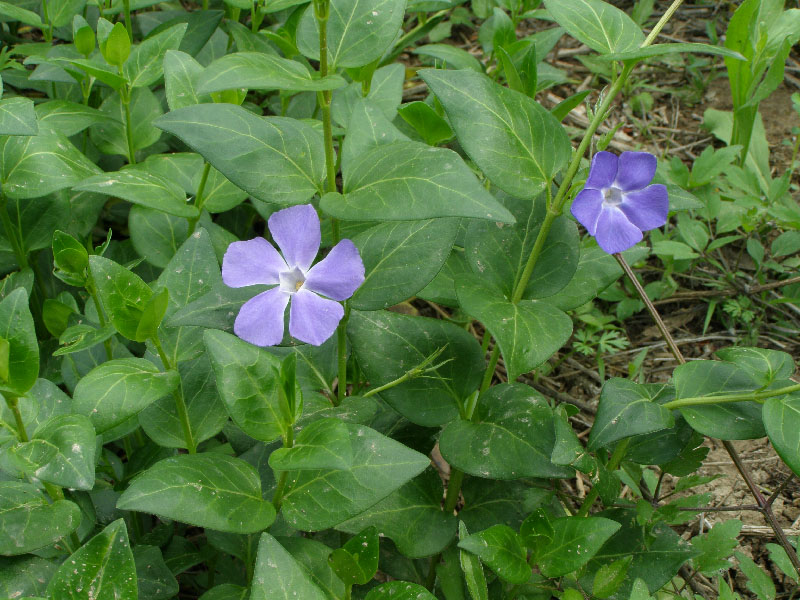 Изображение особи Vinca major.