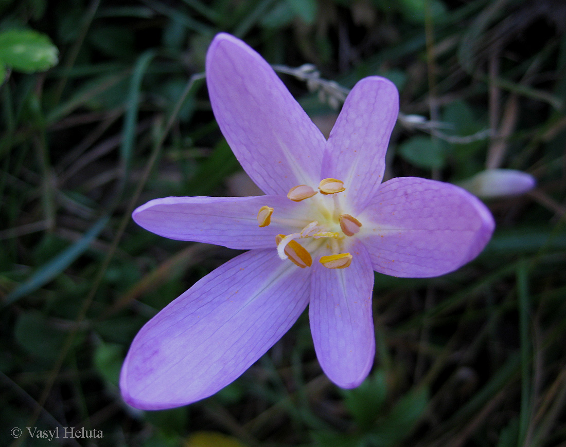 Image of Colchicum autumnale specimen.